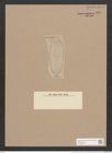 Surirella praerlara A. Schm. (de-Toni-Nr.: Genus 53, Species 2393) Zeichnungen Sammlung Grunow Nr. 4800 (NHMW-BOT-W0372948)